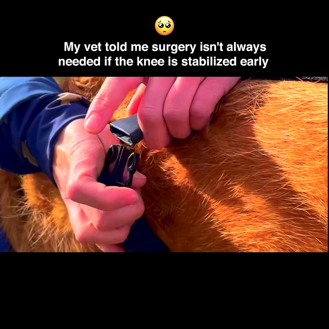 Tailwindpets