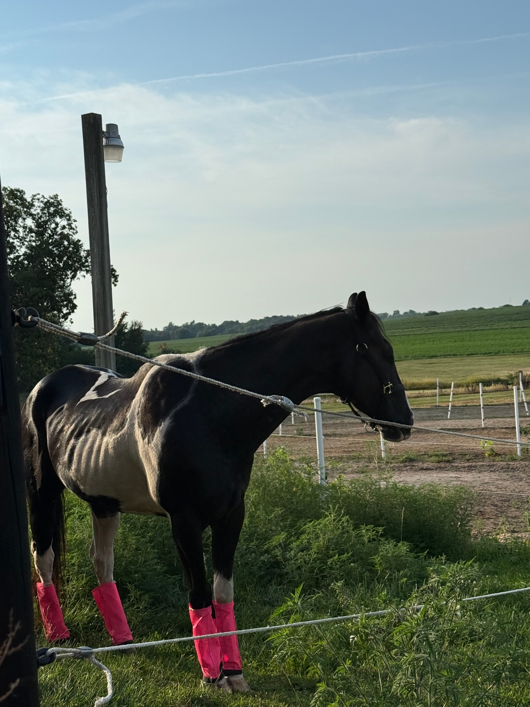 100X Equine