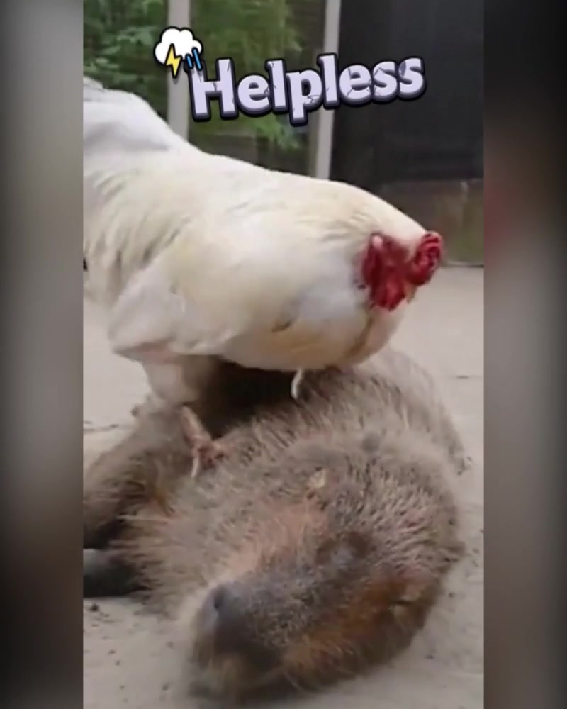 Capybara Go
