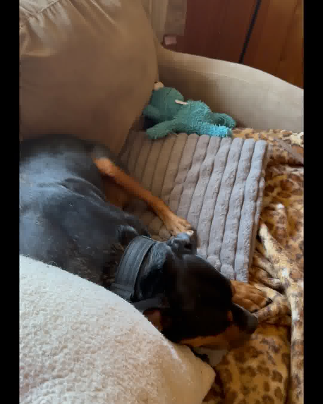 Petspemf