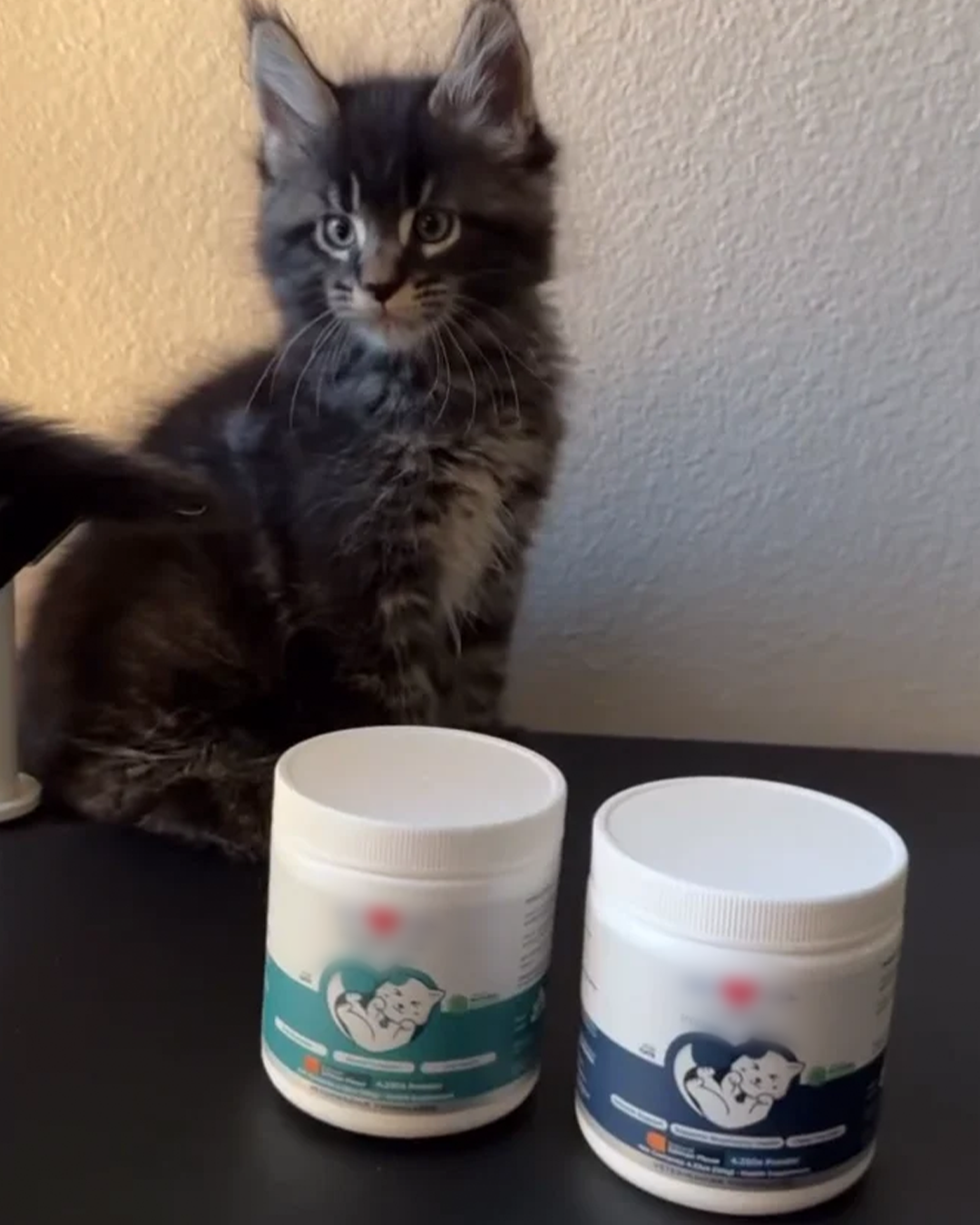 Healthy Cat Blog