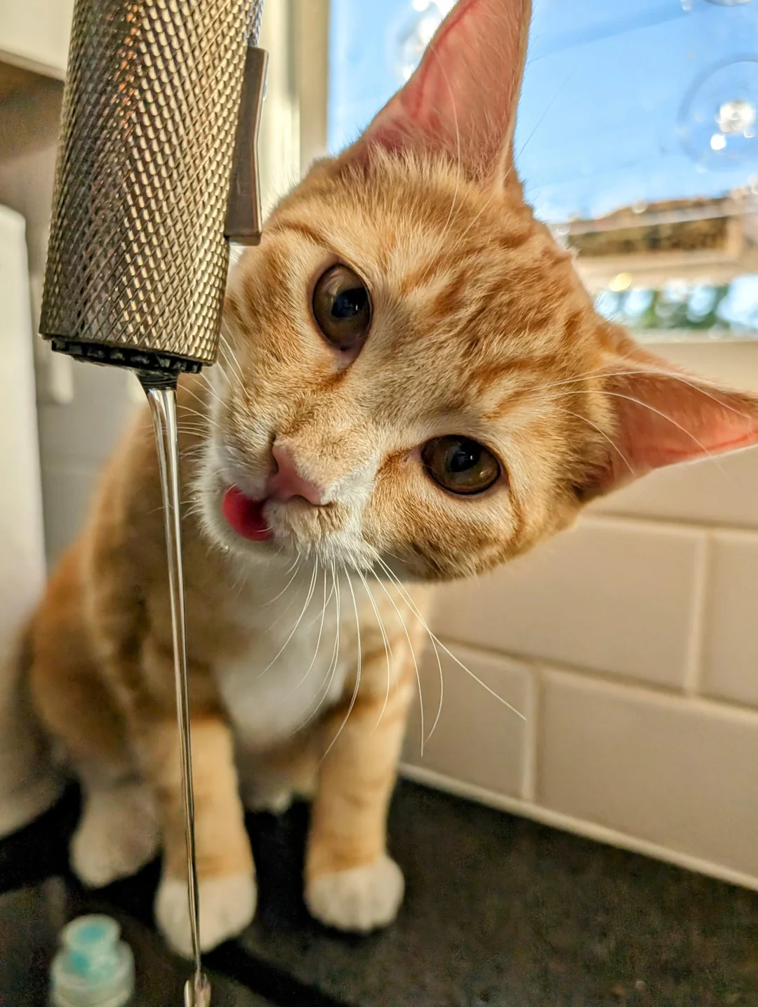 Cat Wellness Journal