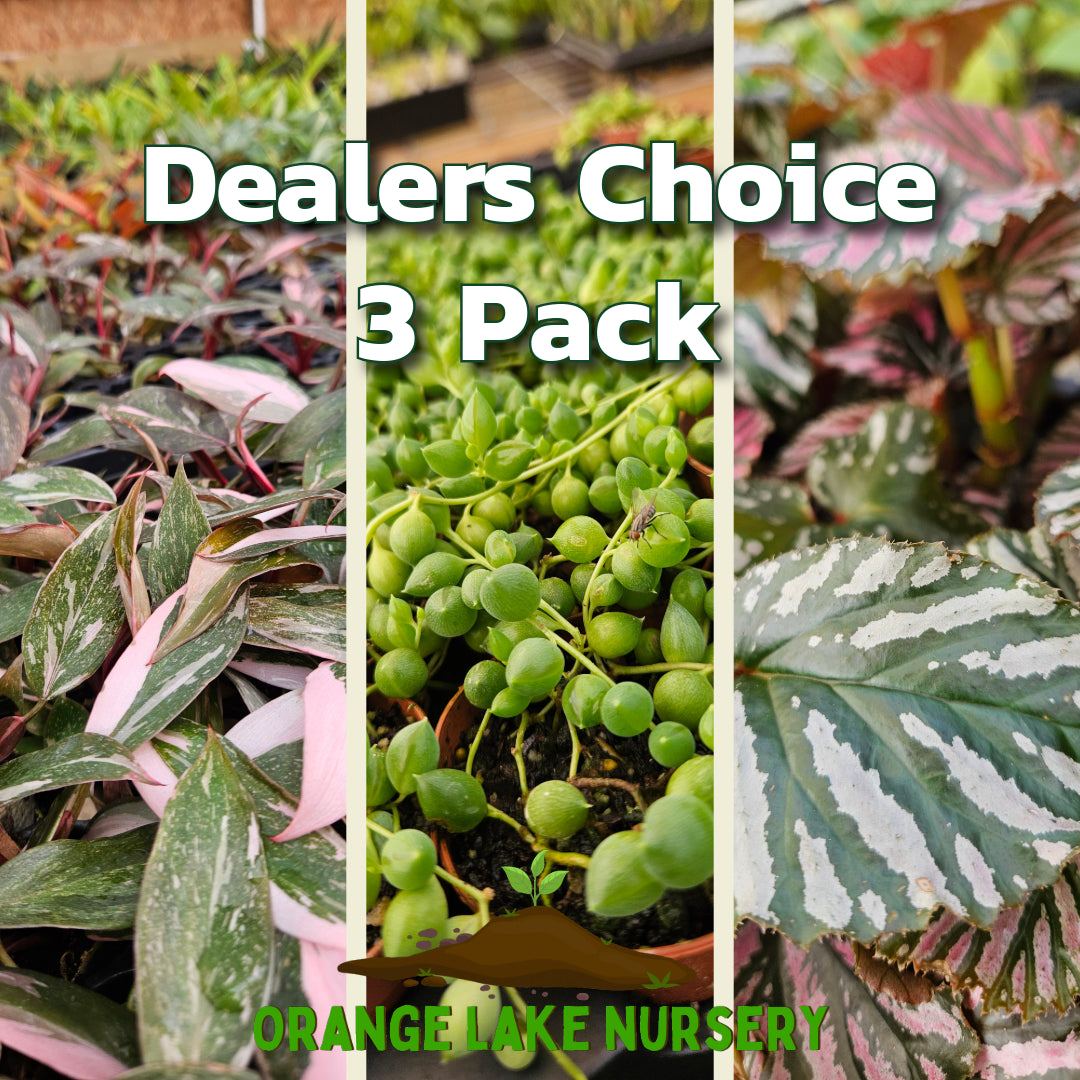 Orange Lake Nursery