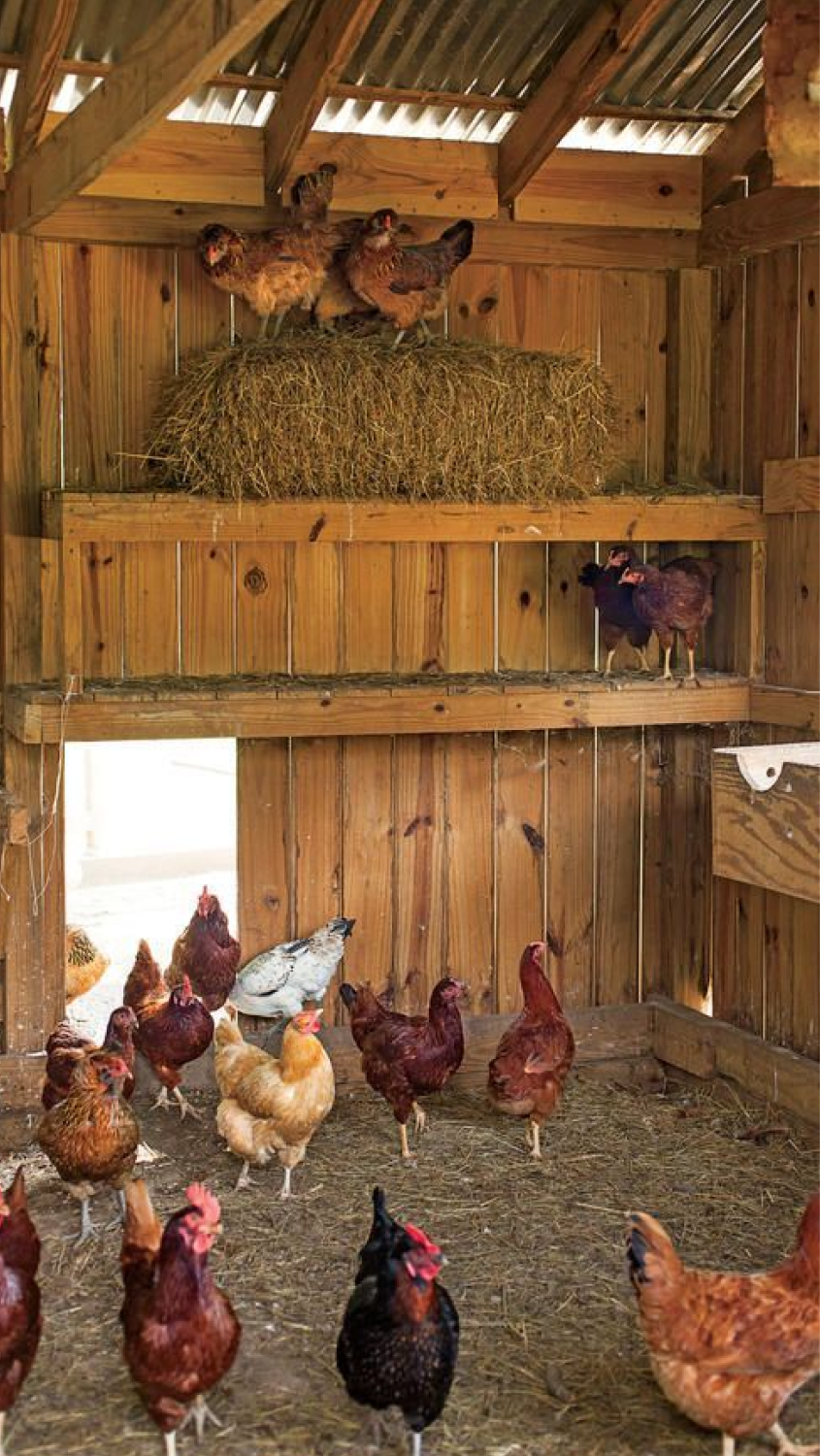 Chicken Health Tips