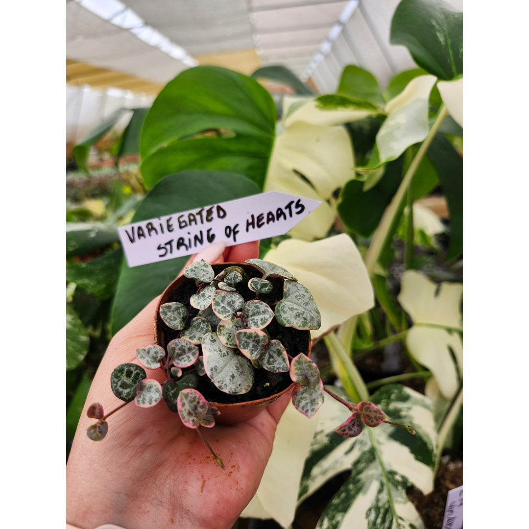 Orange Lake Nursery