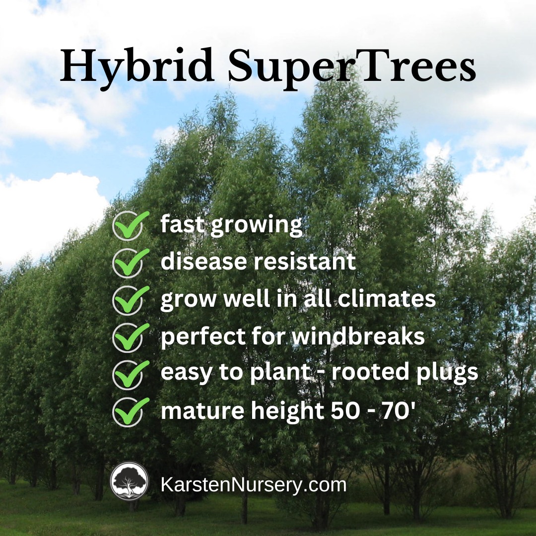Fastest Growing Trees In North America