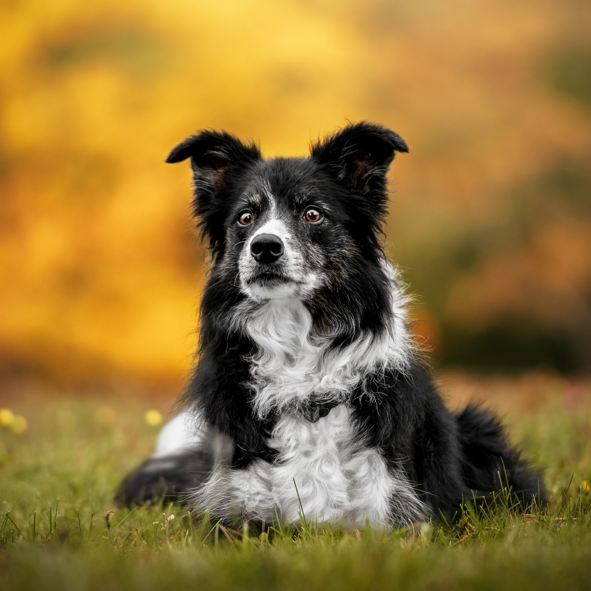 SpiritDog Training