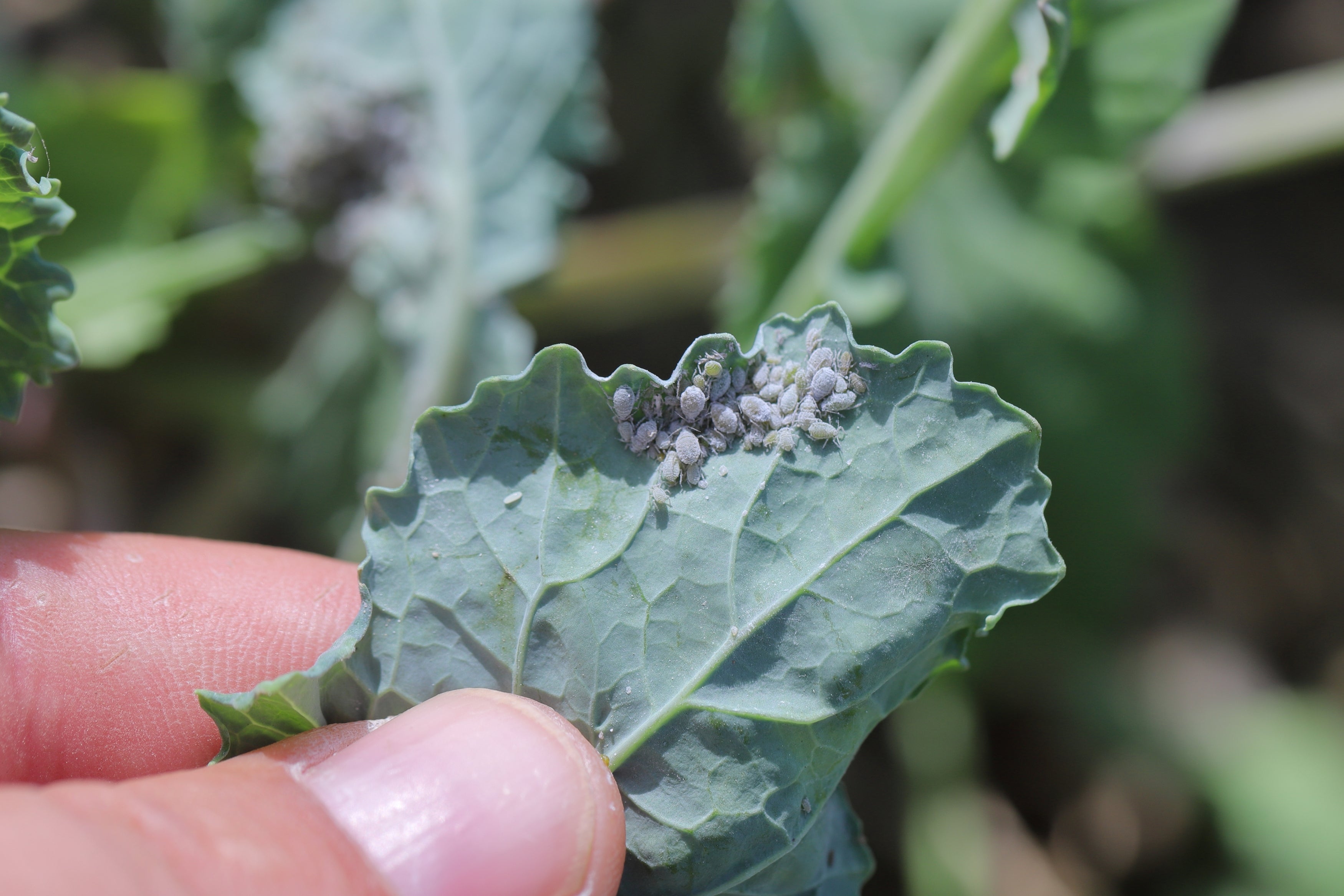 Whitwam Organics