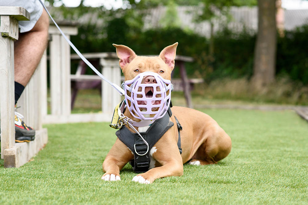 The Muzzle Movement