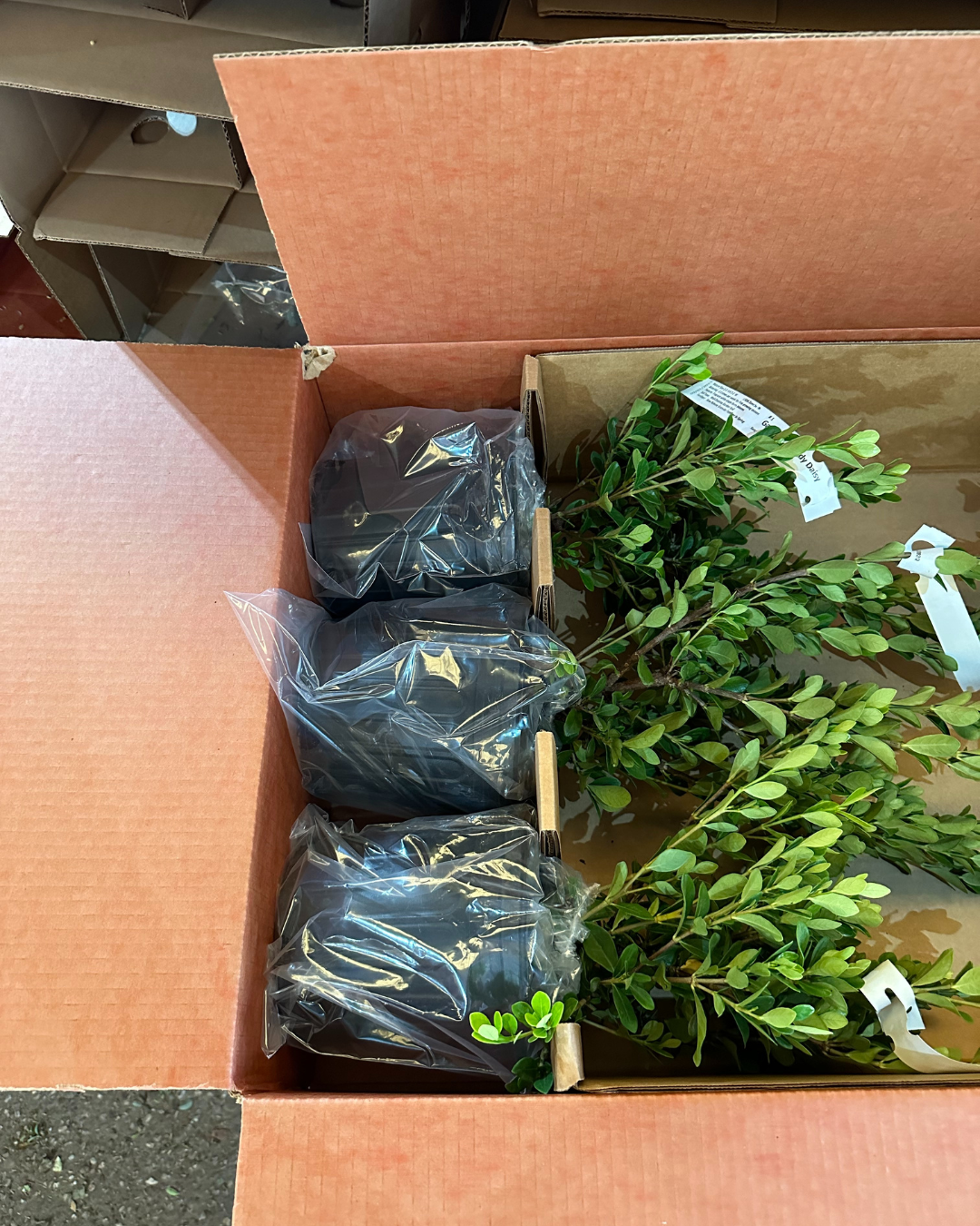 PlantsByMail.com