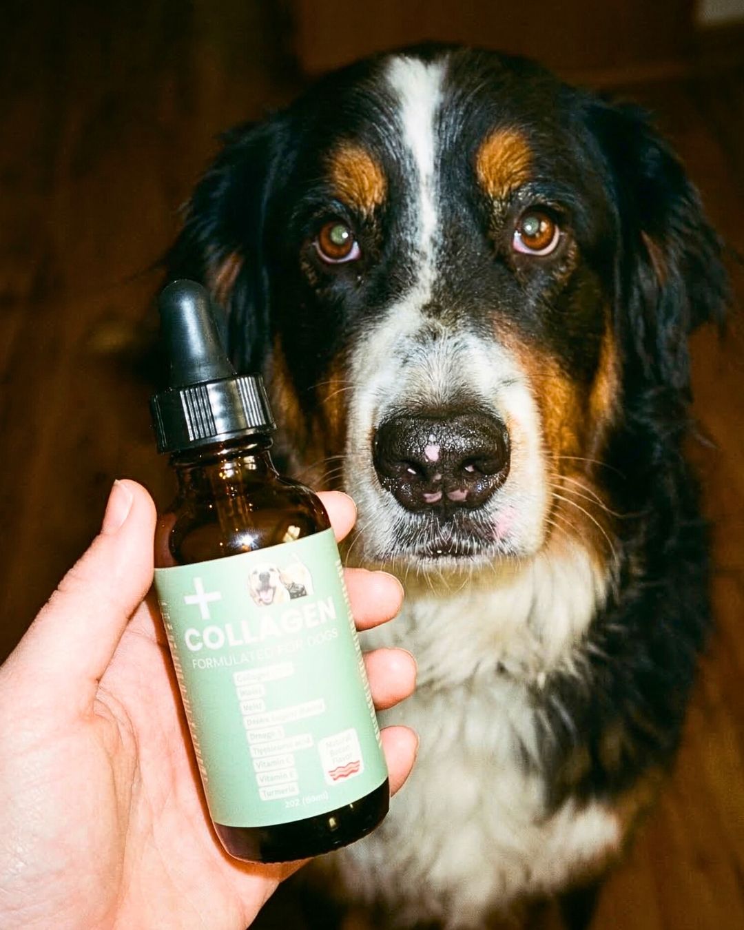 Healthy Dog Insider