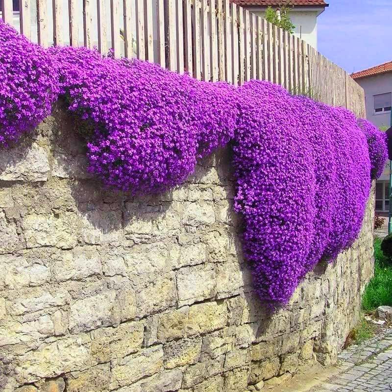 Creeping Thyme Seeds Co.