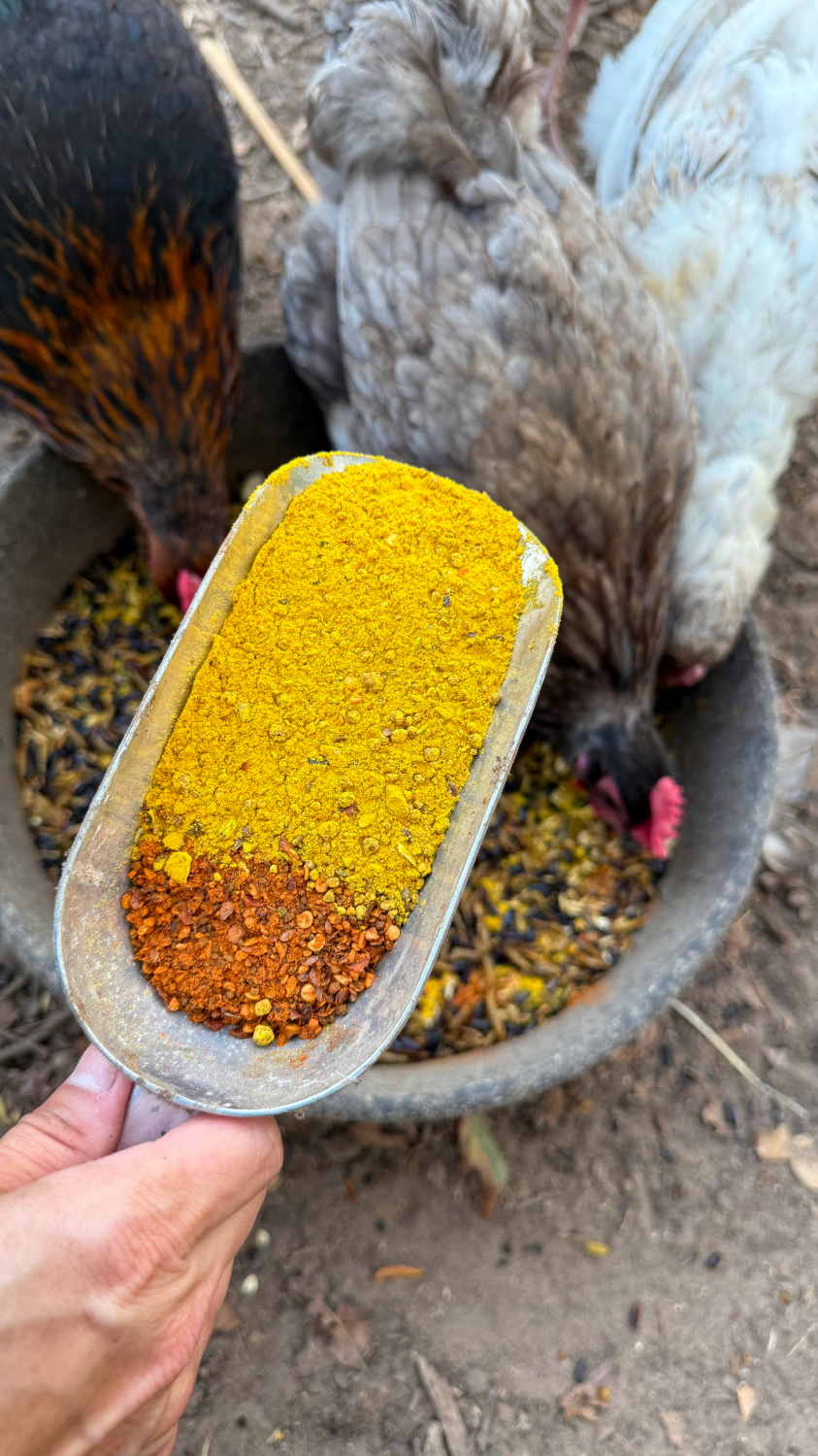 Chicken Health Tips