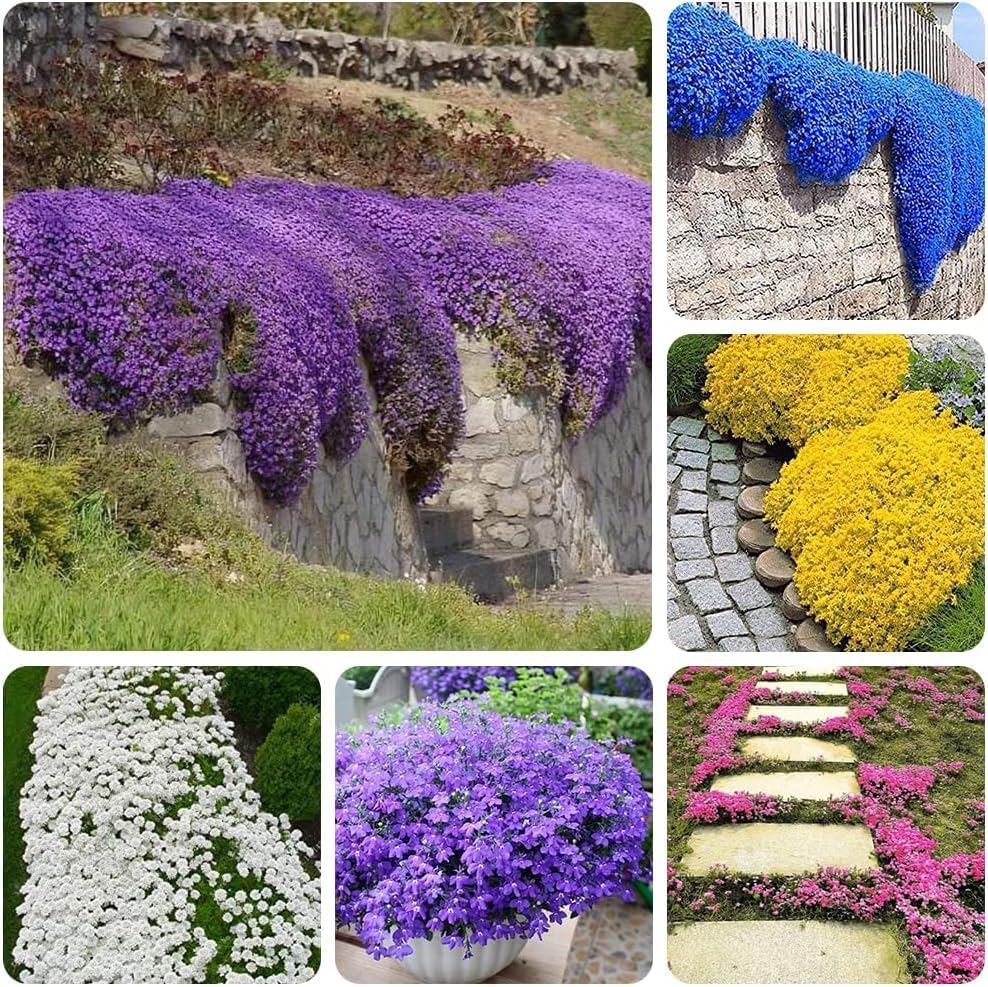Creeping Thyme Seeds Co.
