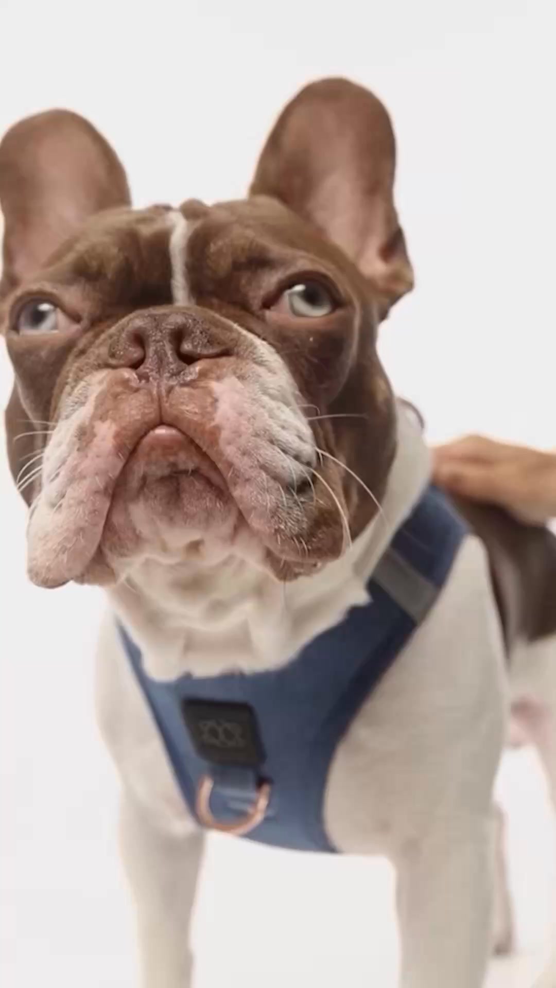 Dogistry