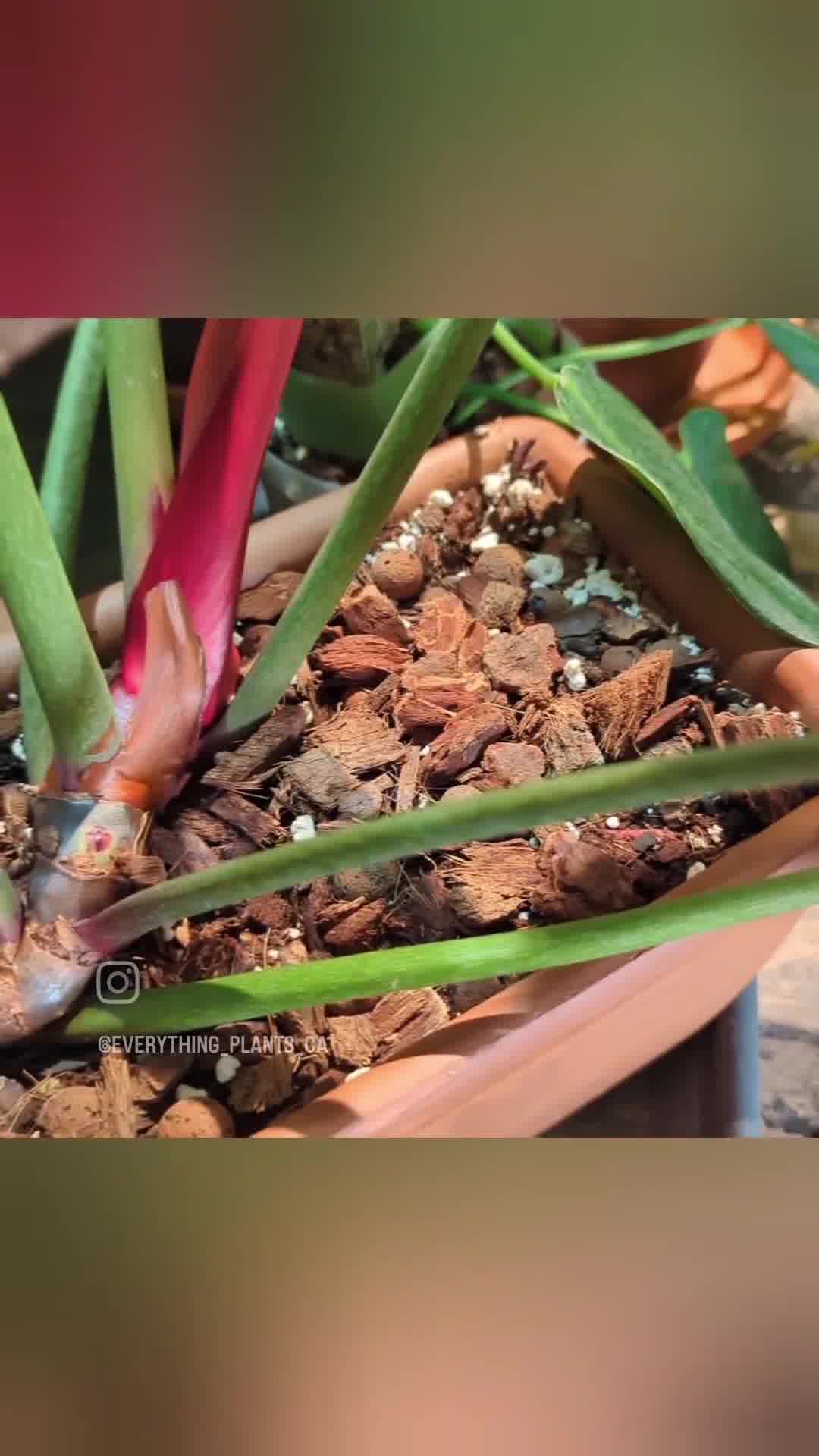 Veryplants