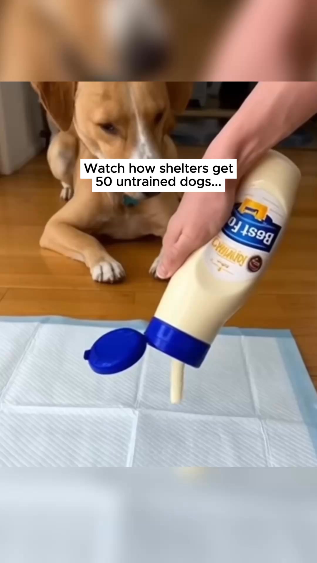 The Gentle Paw Rescue