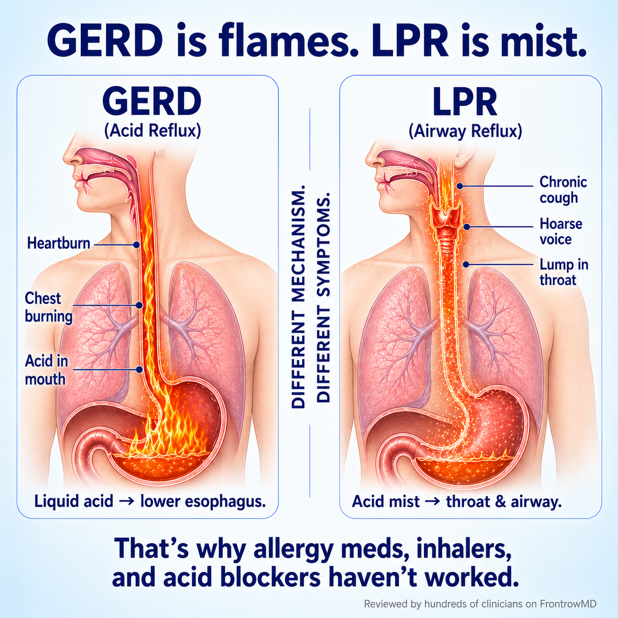 The Gut Lining Lab
