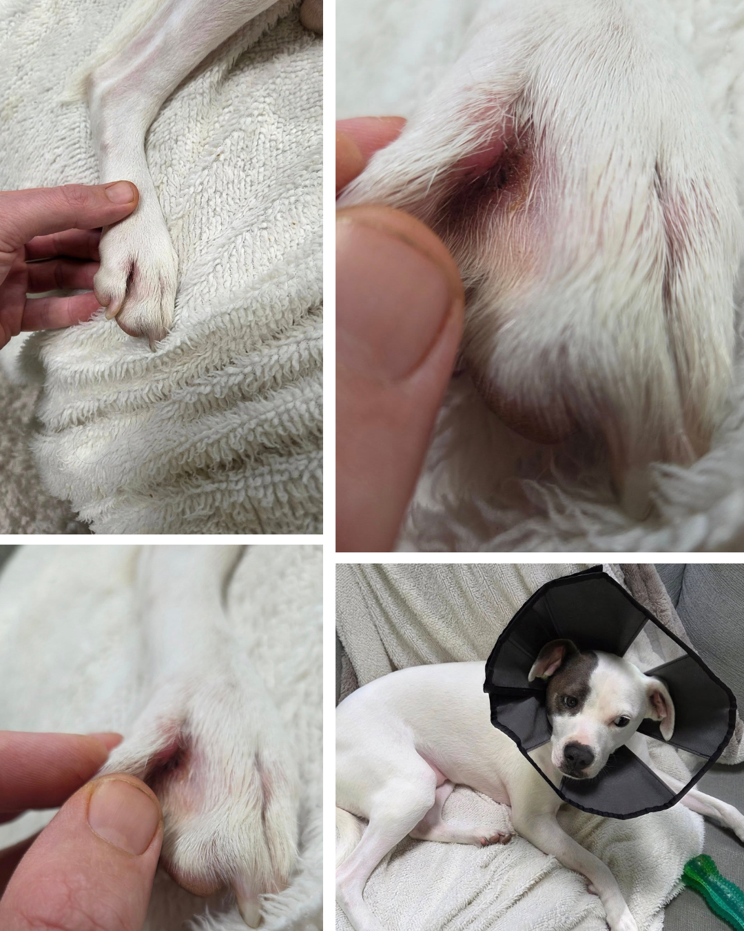 Dog Health Wisdom