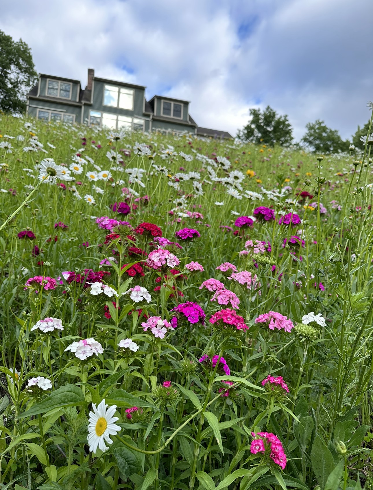 American Meadows