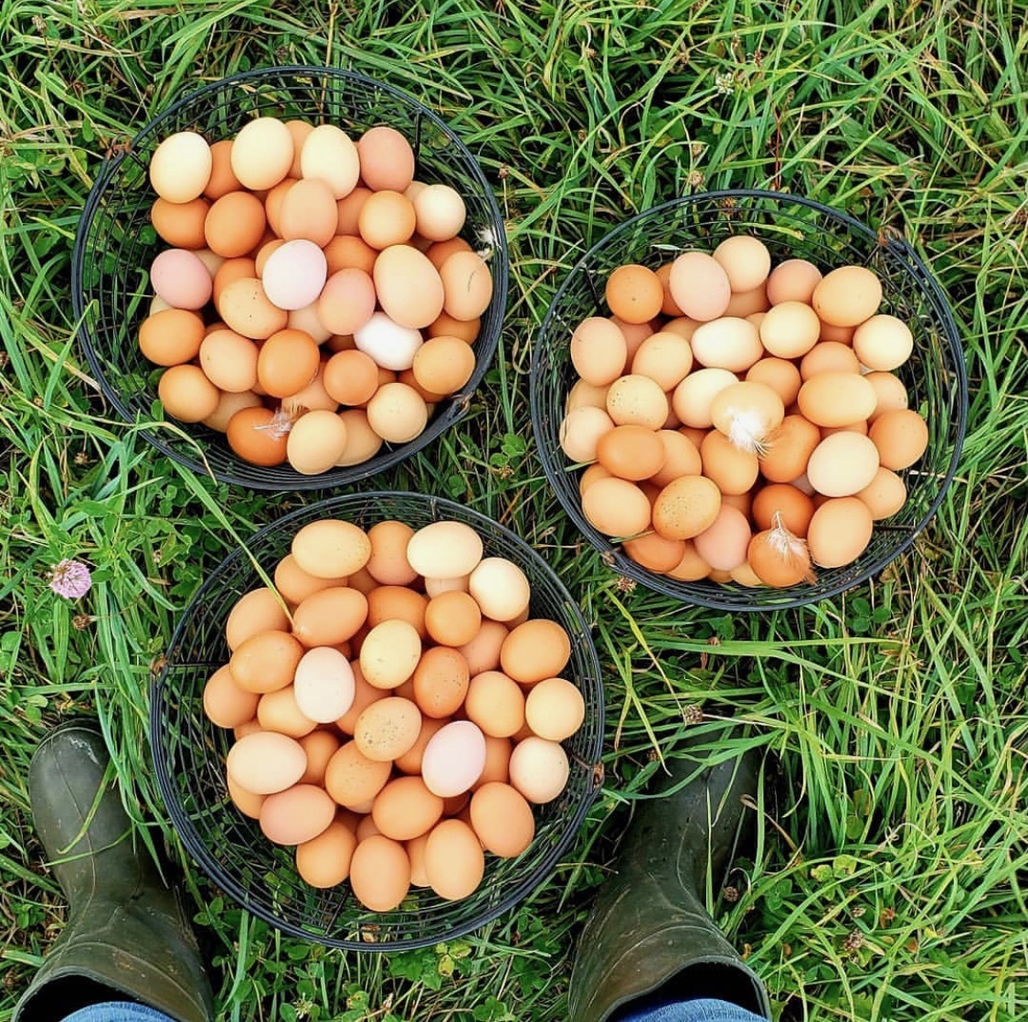 HenGear Rollout Nest Boxes