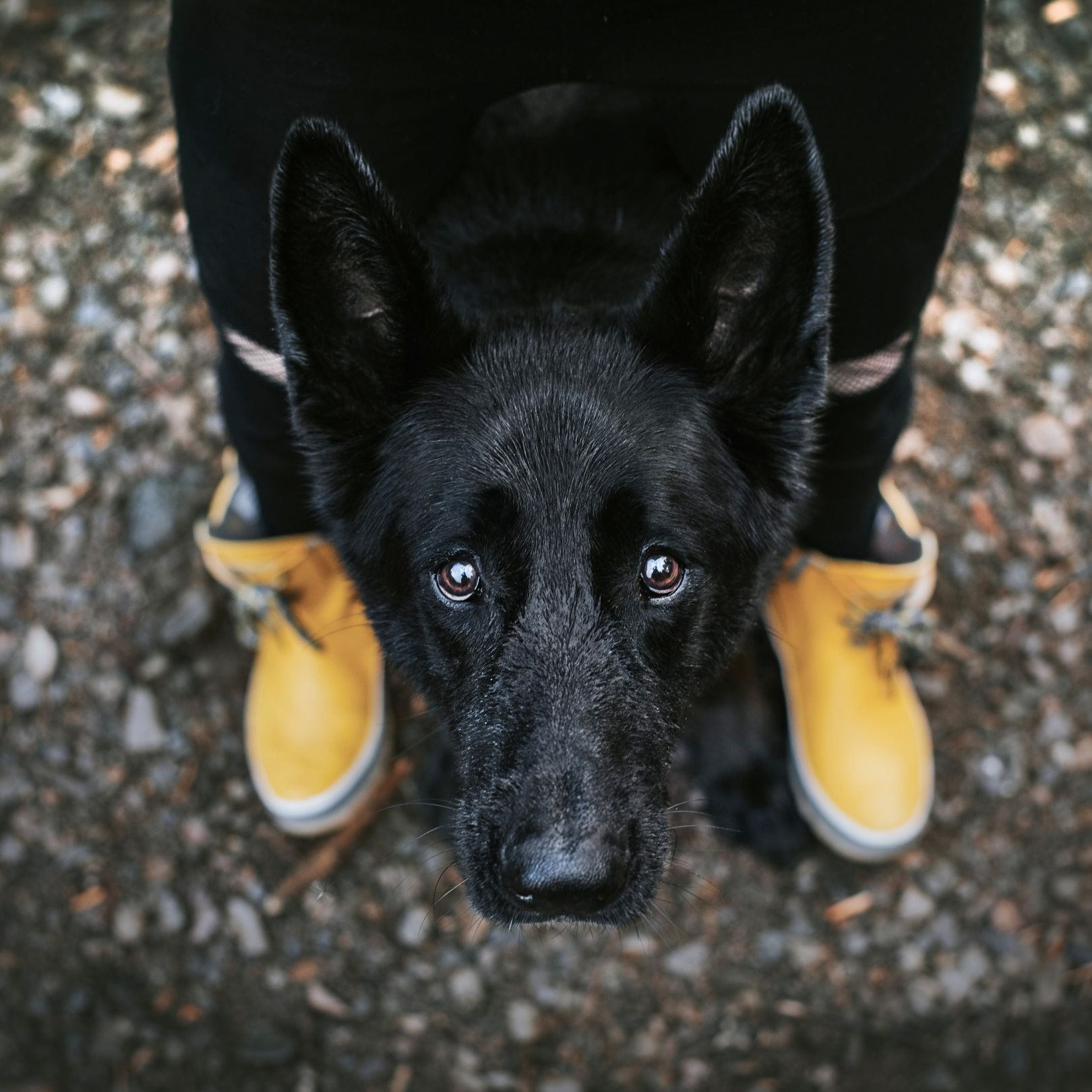 SpiritDog Training