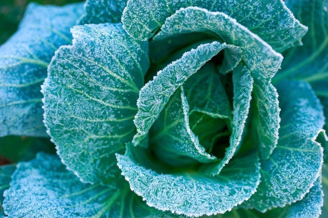 Whitwam Organics
