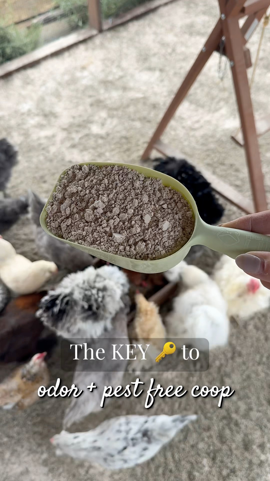Simplychickensofficial