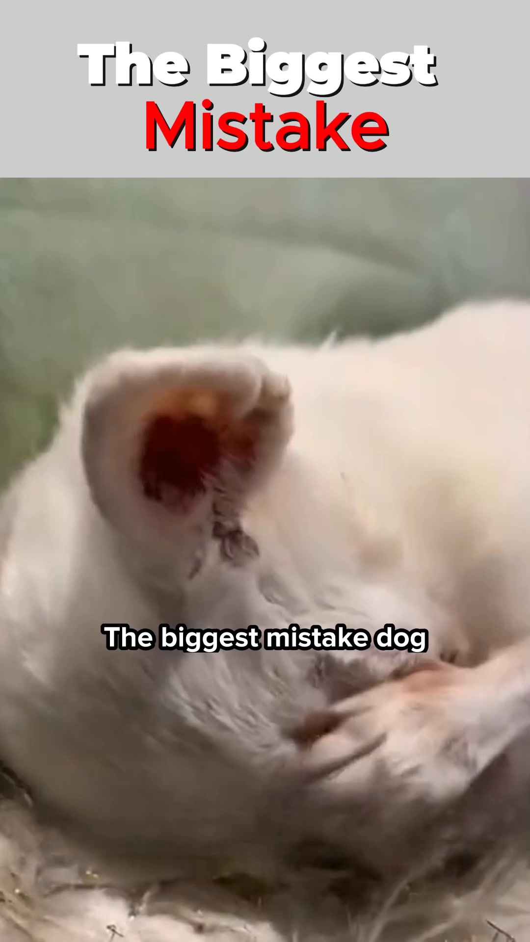 The Happy Dog Community