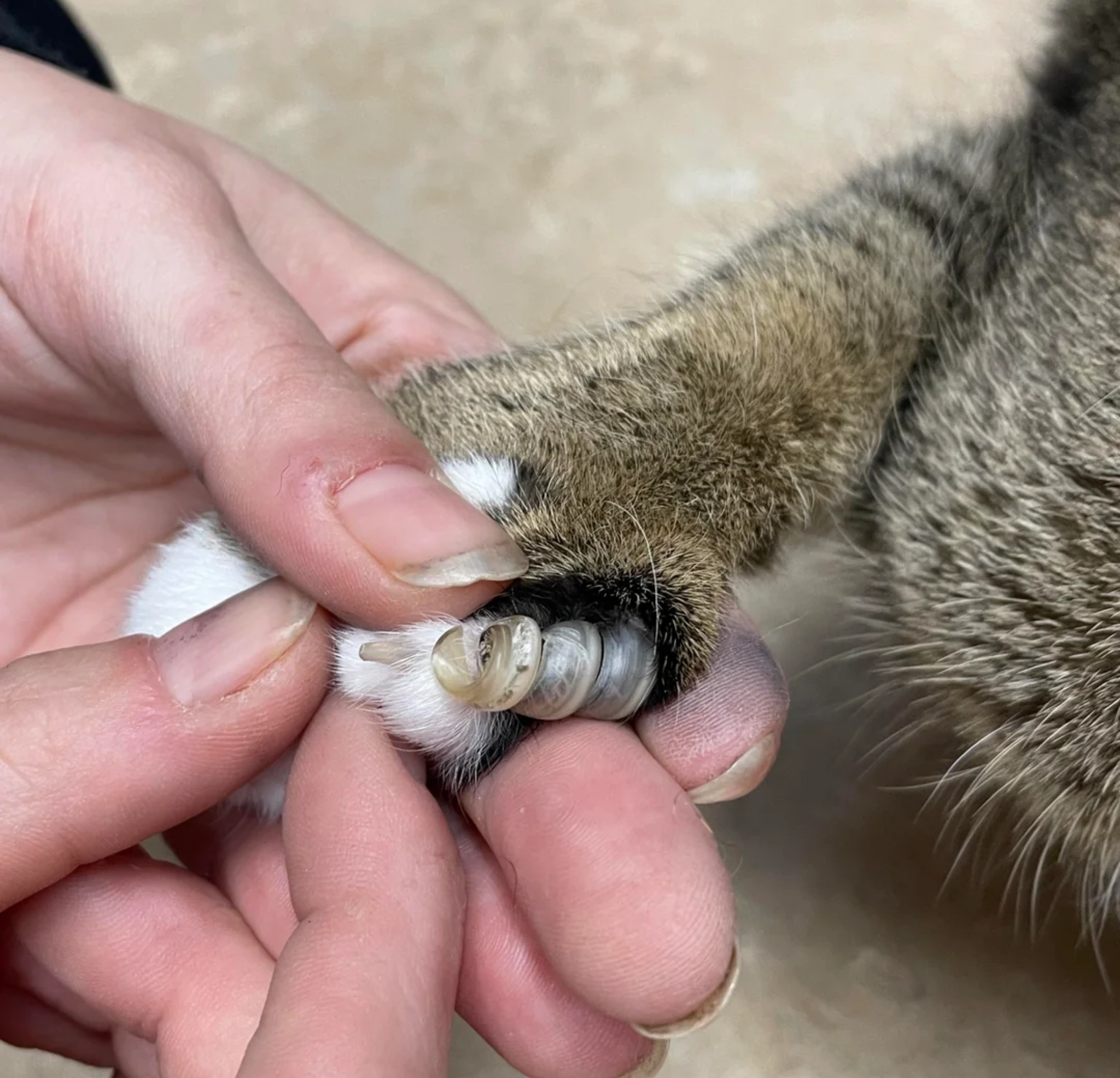 Vet Life Magazine