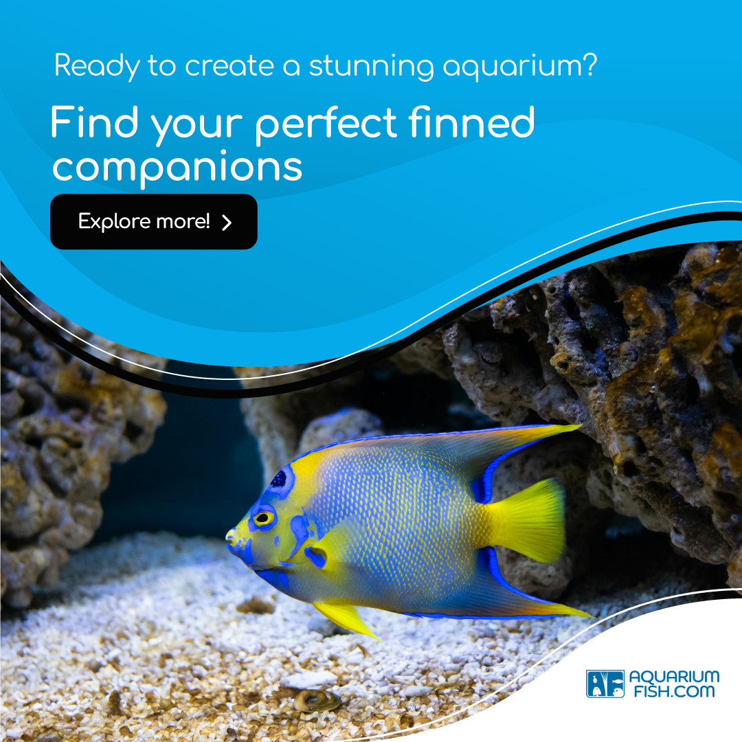 aquariumfish.com
