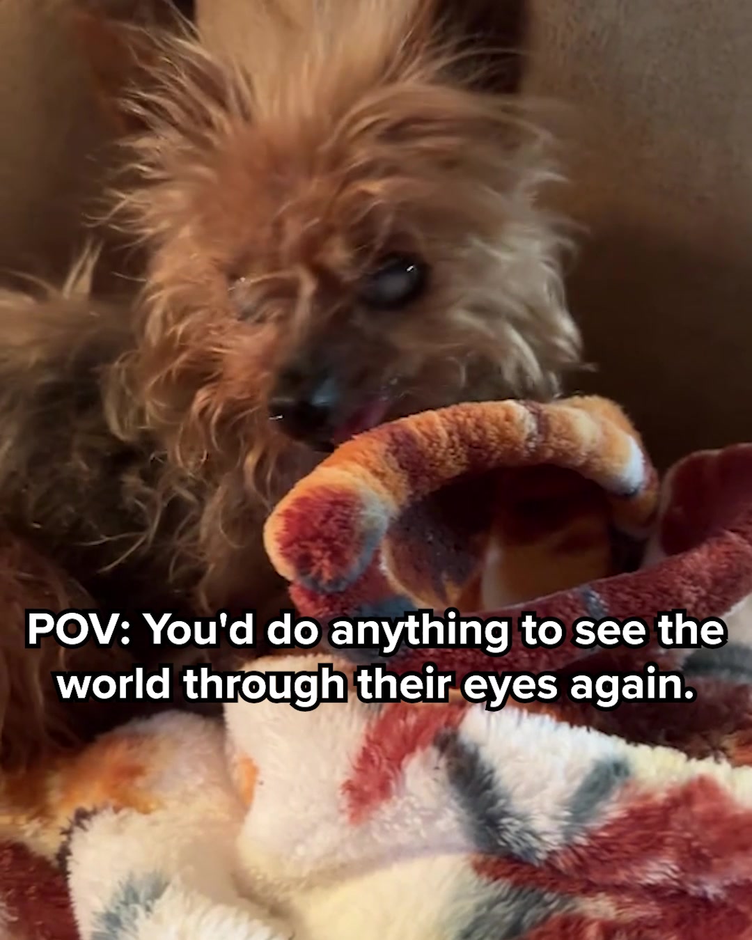AuraPets Vision Essentials