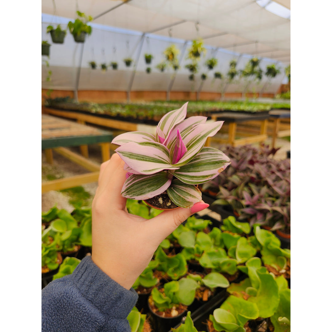 Orange Lake Nursery