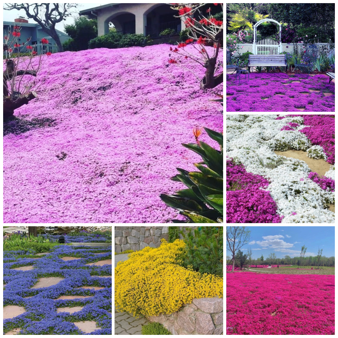 Creeping Thyme Seeds Co.
