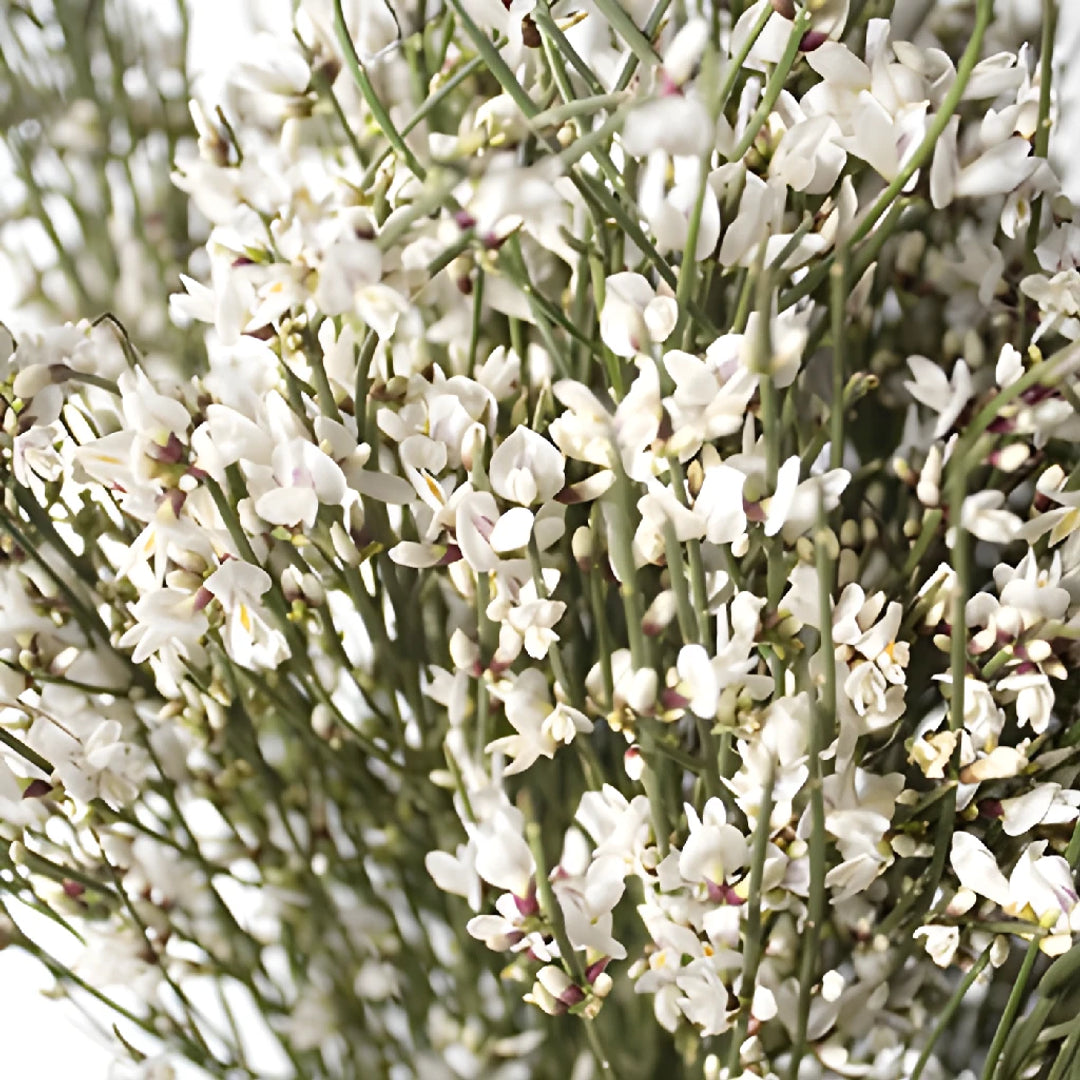 FiftyFlowers