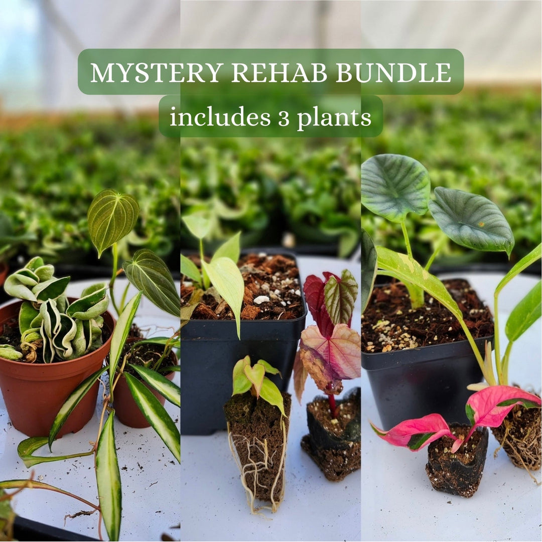 Orange Lake Nursery
