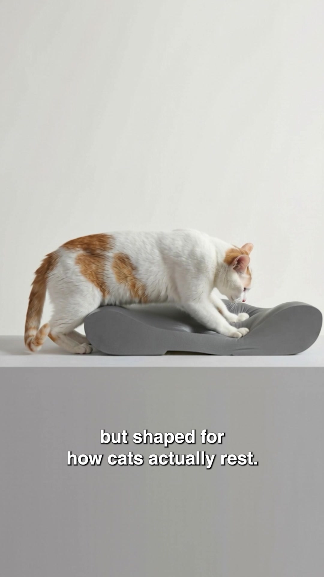 Knead Cats