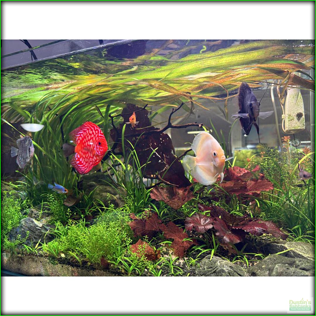 Dustin's Fishtanks