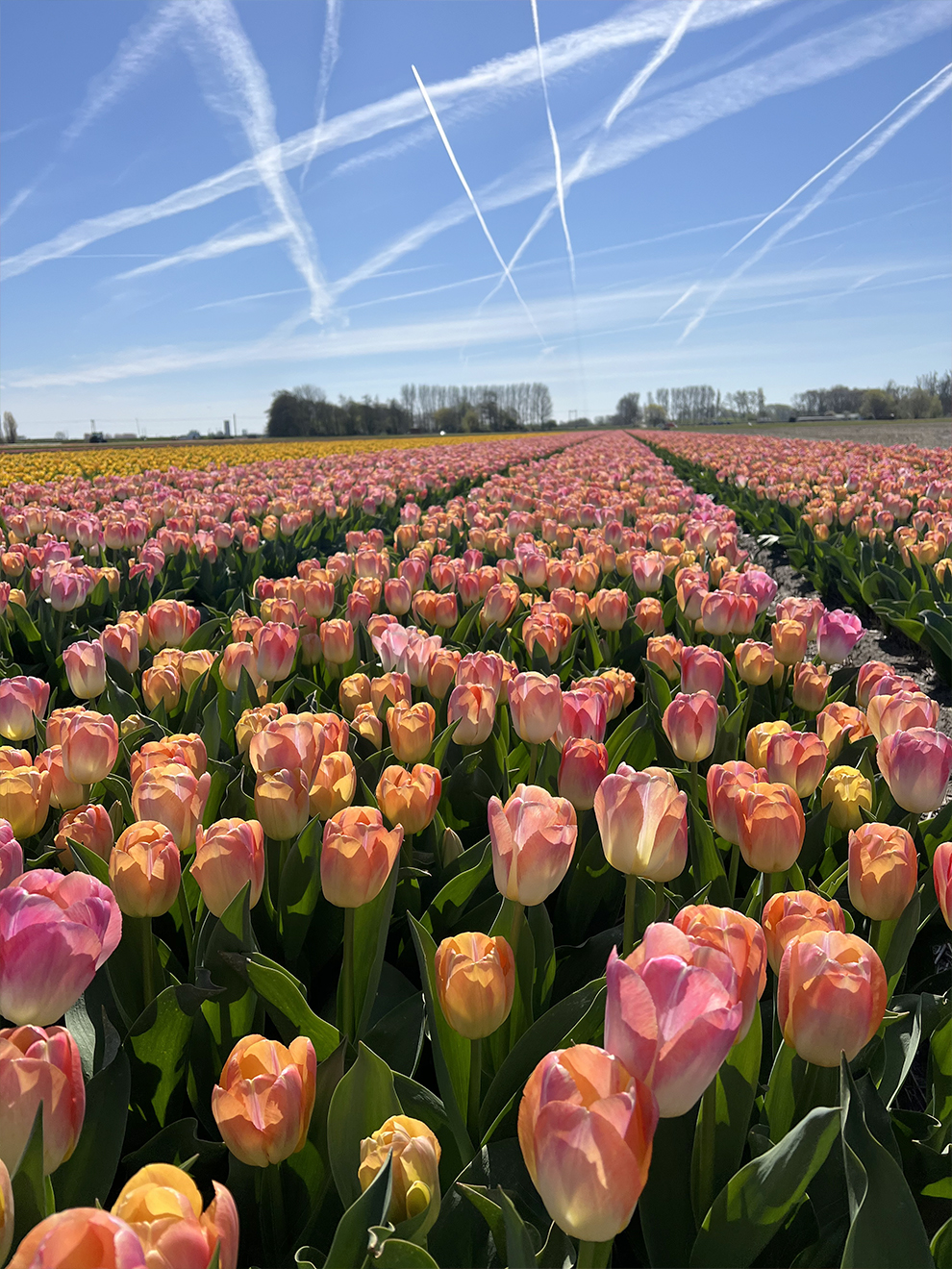 DutchGrown